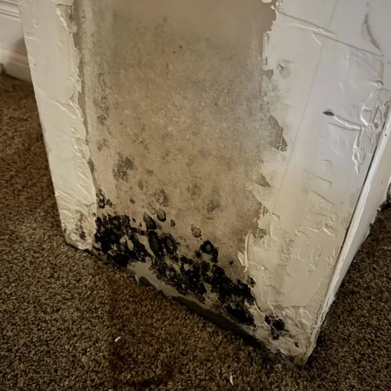 Professional Mold Removal in Daleville, VA